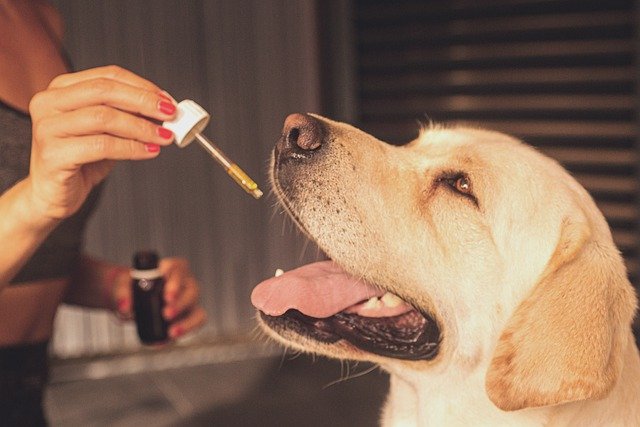 cbd for you pets spain