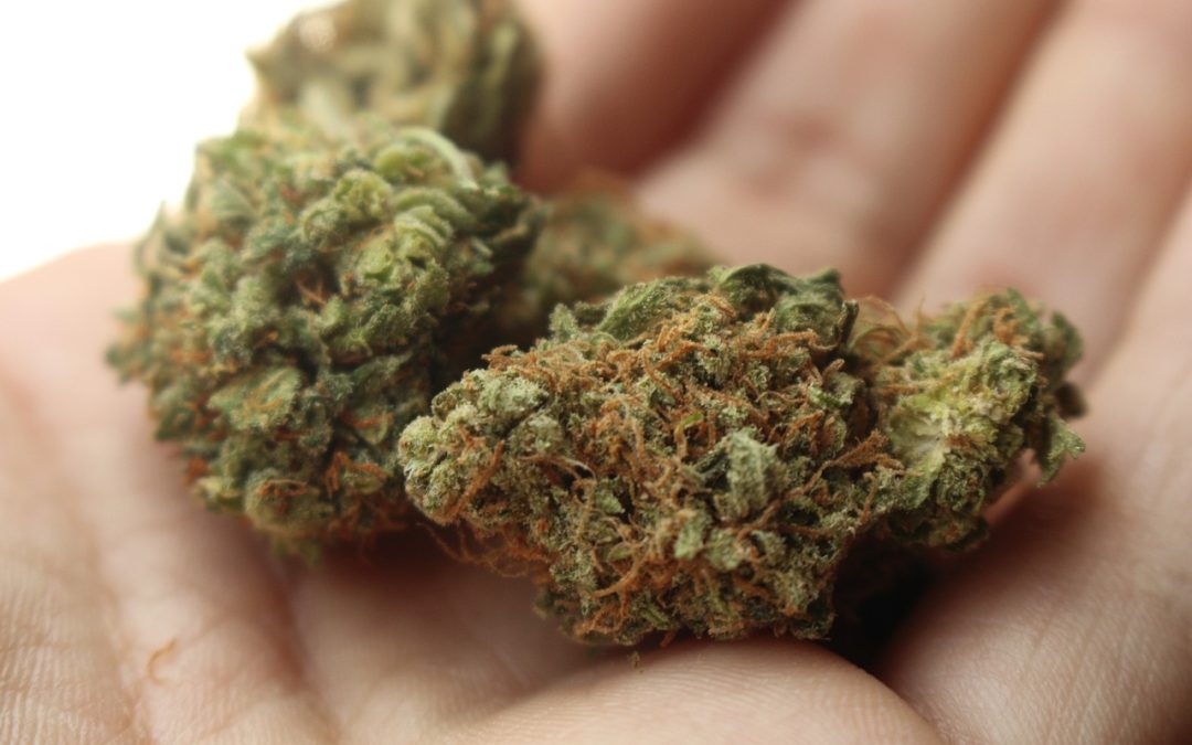 Sativa vs Indica